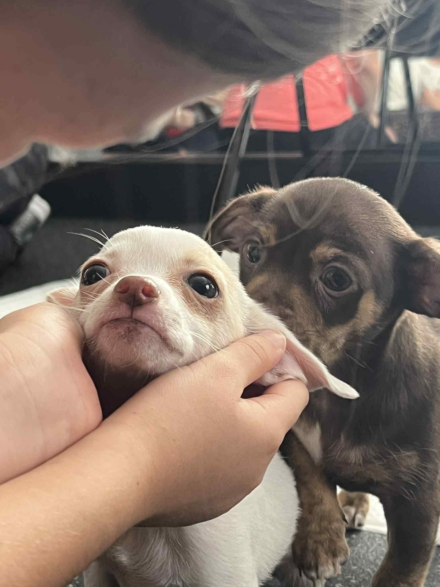 FB_IMG_1761670151755